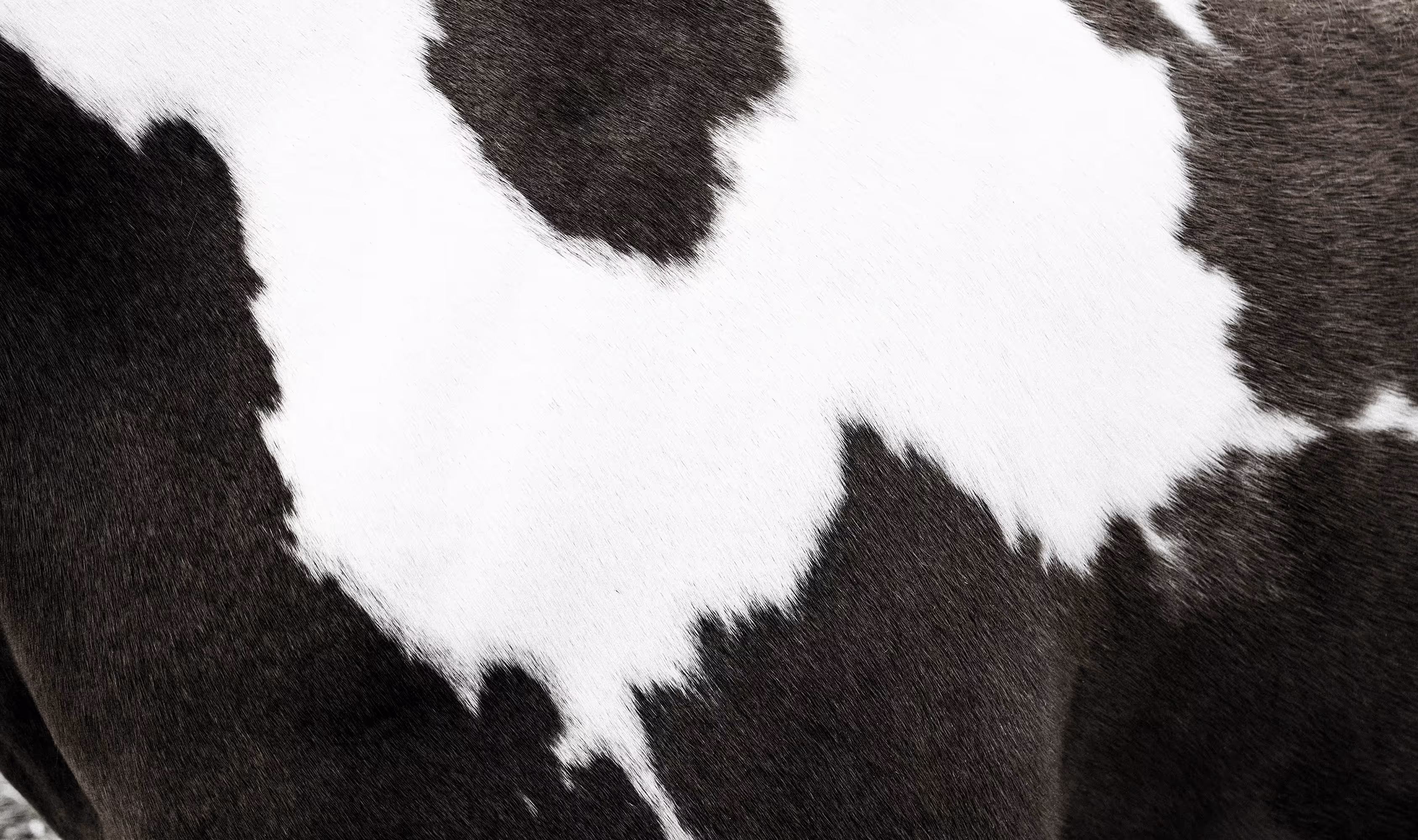 Close up of a Holstein pattern on a cow.