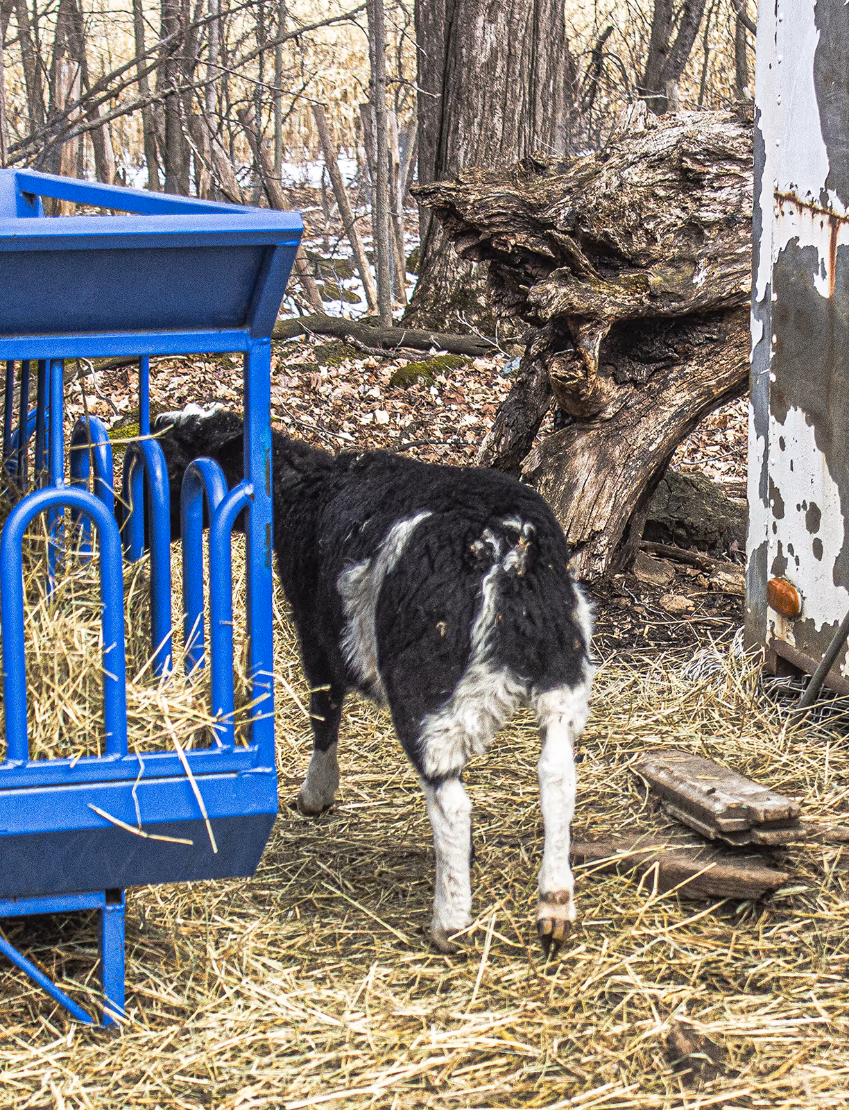 Cute black and white baby sheep half  hiding behind a blue hay feeder.