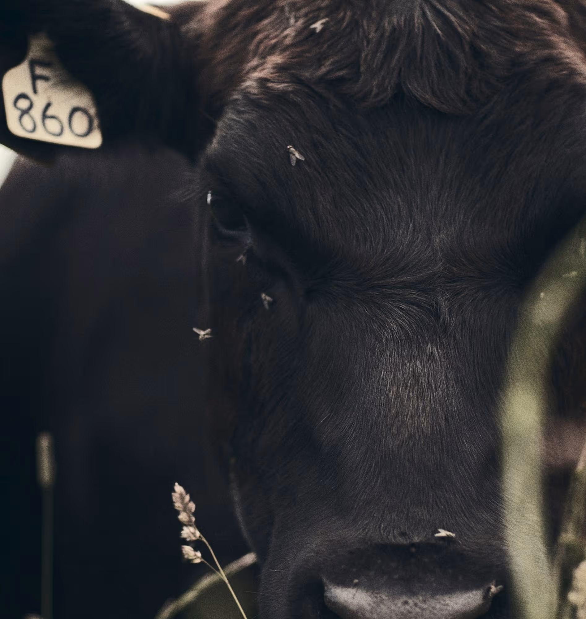 Beautiful close-up of a black cow's, eating hay. Found on Death to Stock "Organic" Shot by Copson London