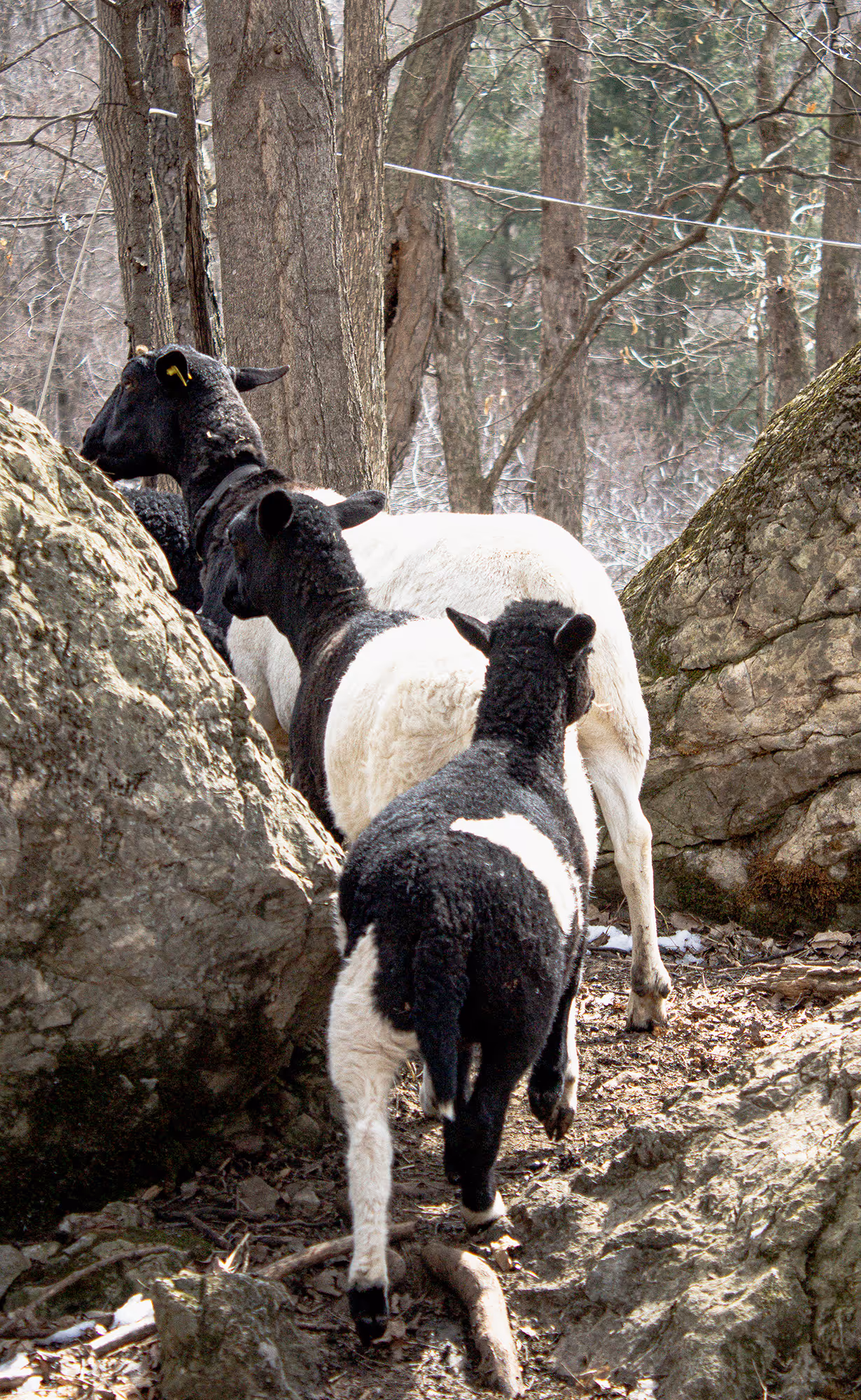 Cute Black and White-coated sheeps moving through a forest (escaping the photographer aka Laureline Dodin) Cold lighting, bright day